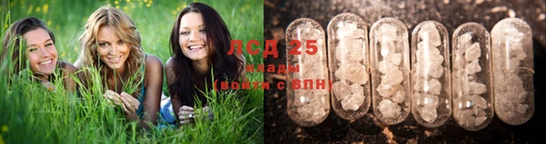 шишки Корсаков