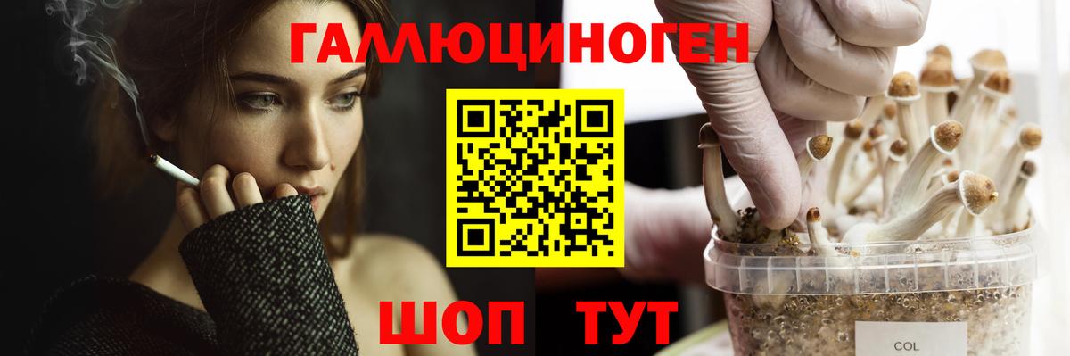 Жуковский  Псилоцибиновые грибы мицелий  Вход с VPN 
